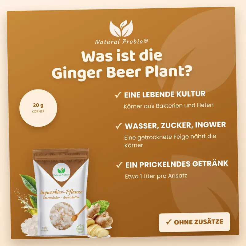 Was ist die Ginger Beer Plant? Kurz erklärt