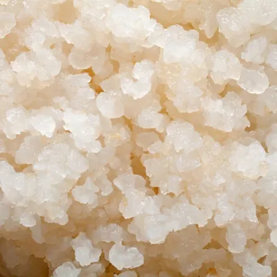Grains de ginger beer plant vus de près